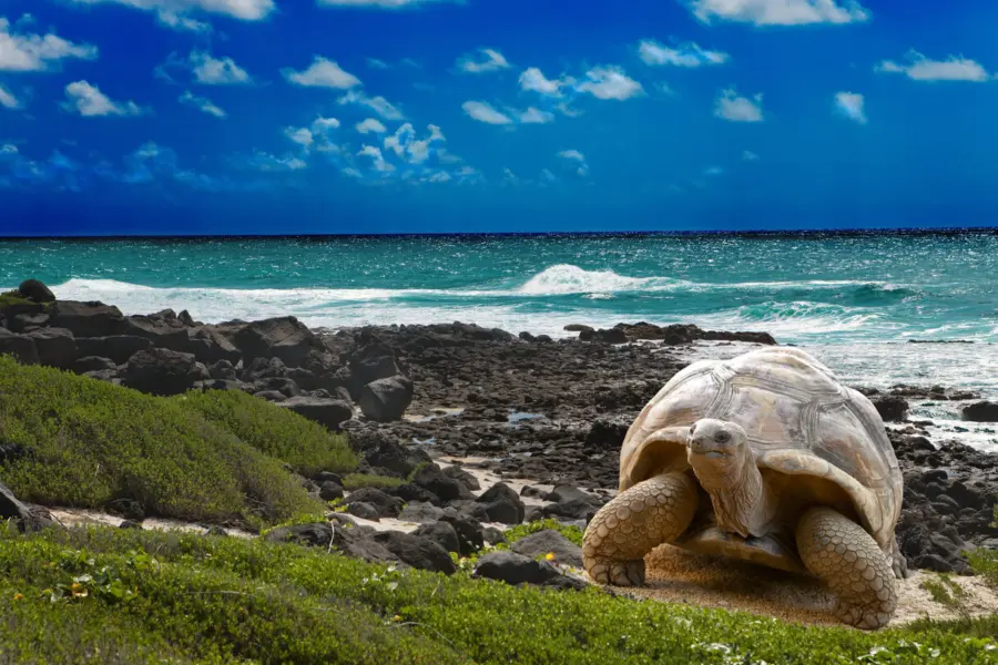 Galapagos istock 4799103061