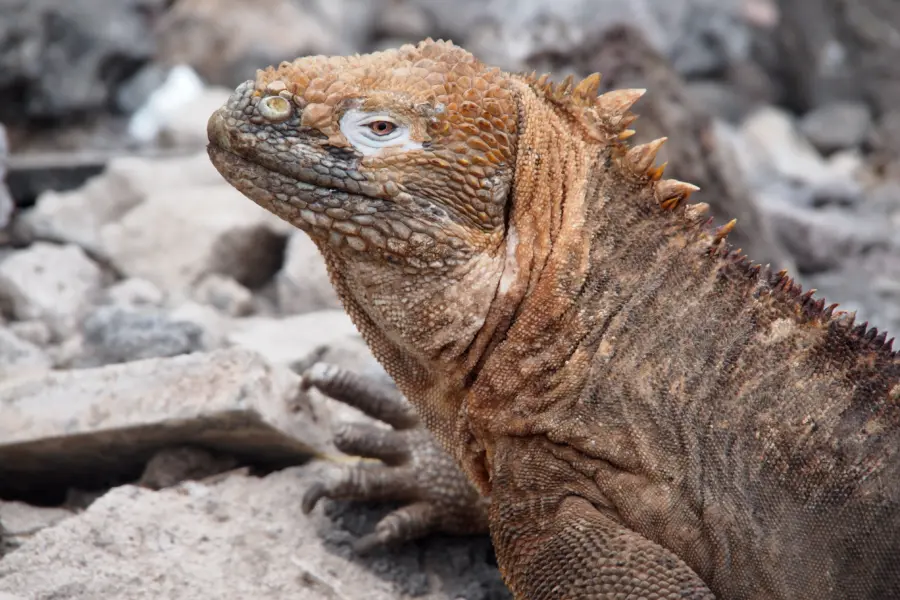 Elferink galapagos 301