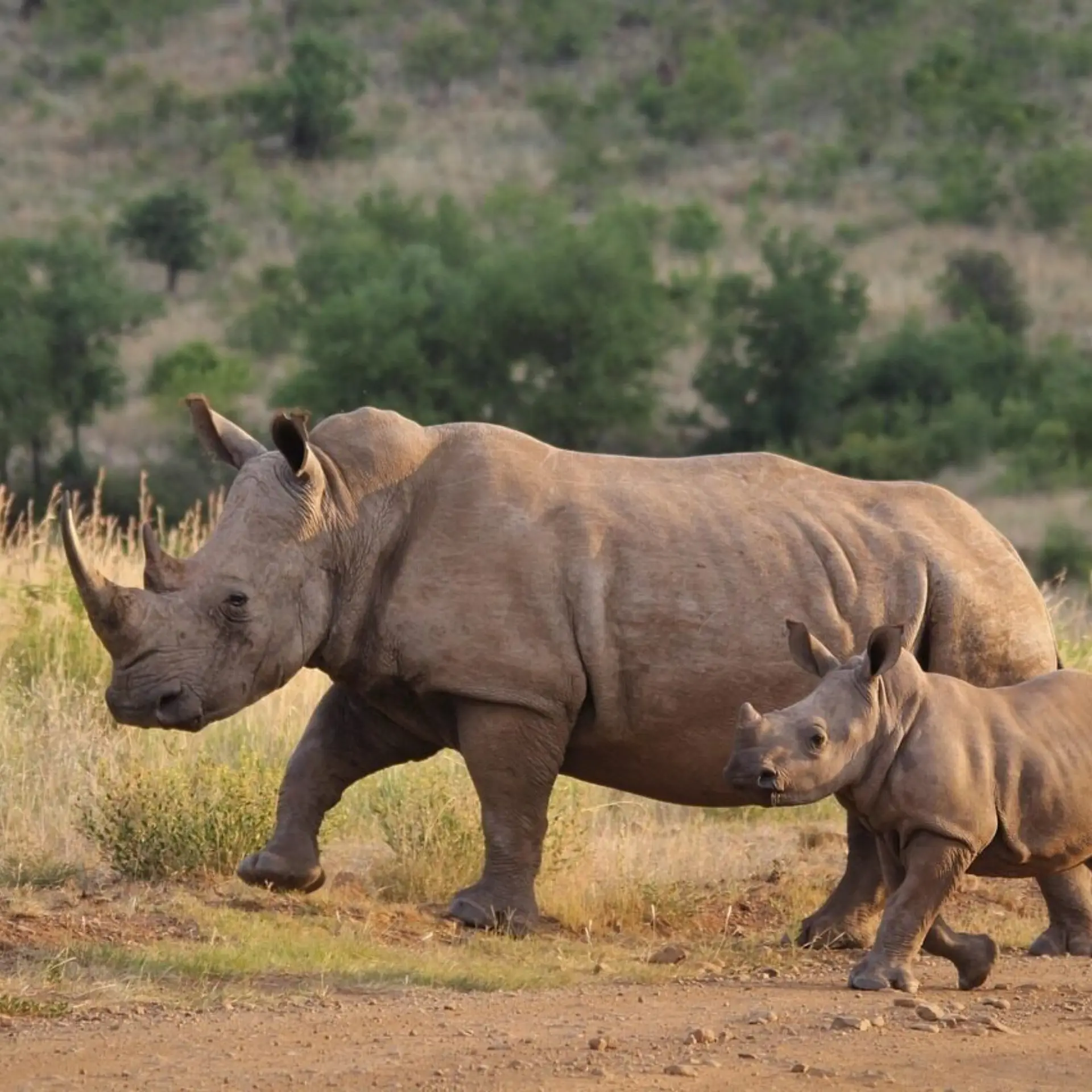 Rhinoceros 44773061280