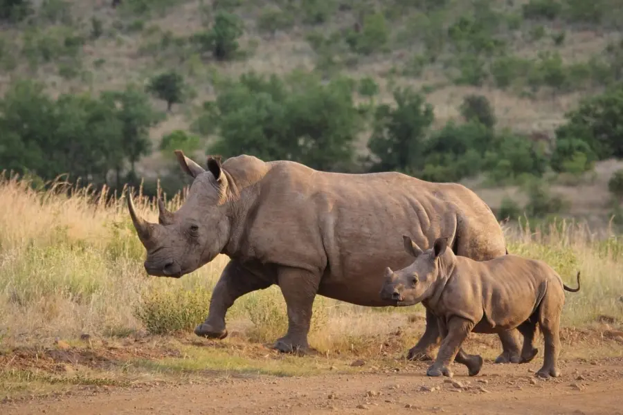 Rhinoceros 44773061280