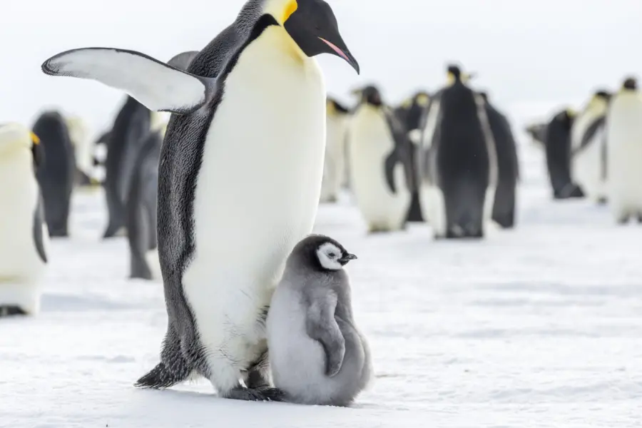 Emperor penguin with baby