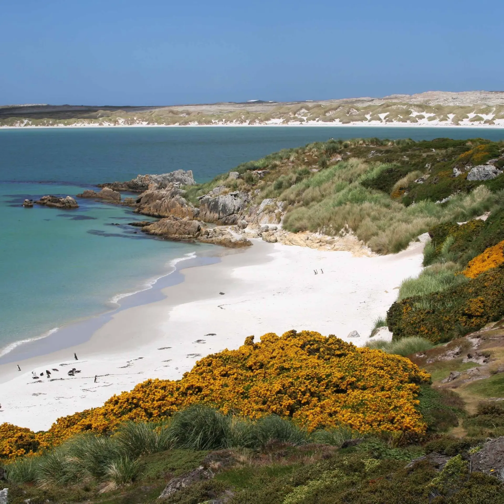Avila Reizen Falkland Islands2