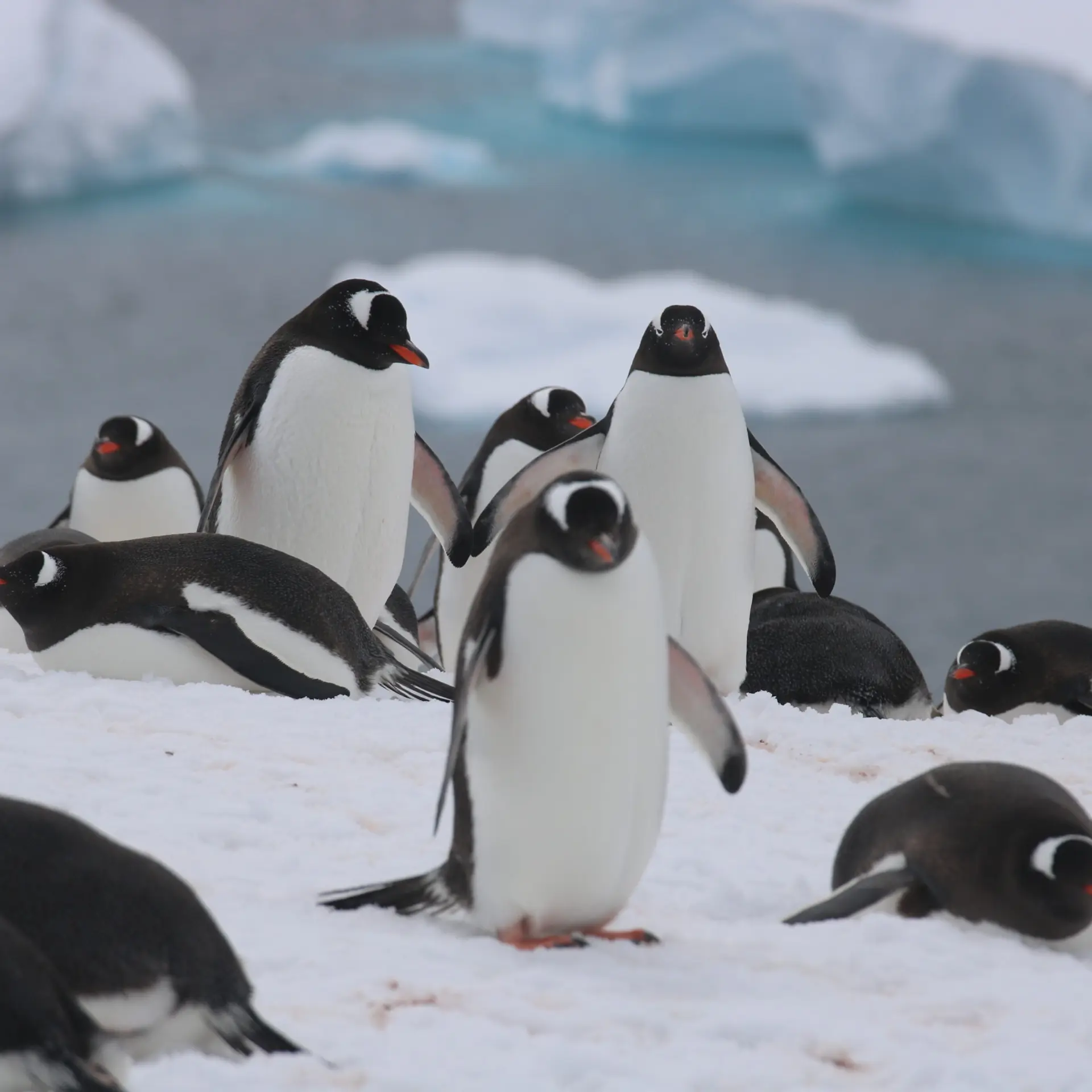 Avila Travel Antarctica Ralph IMG 5051