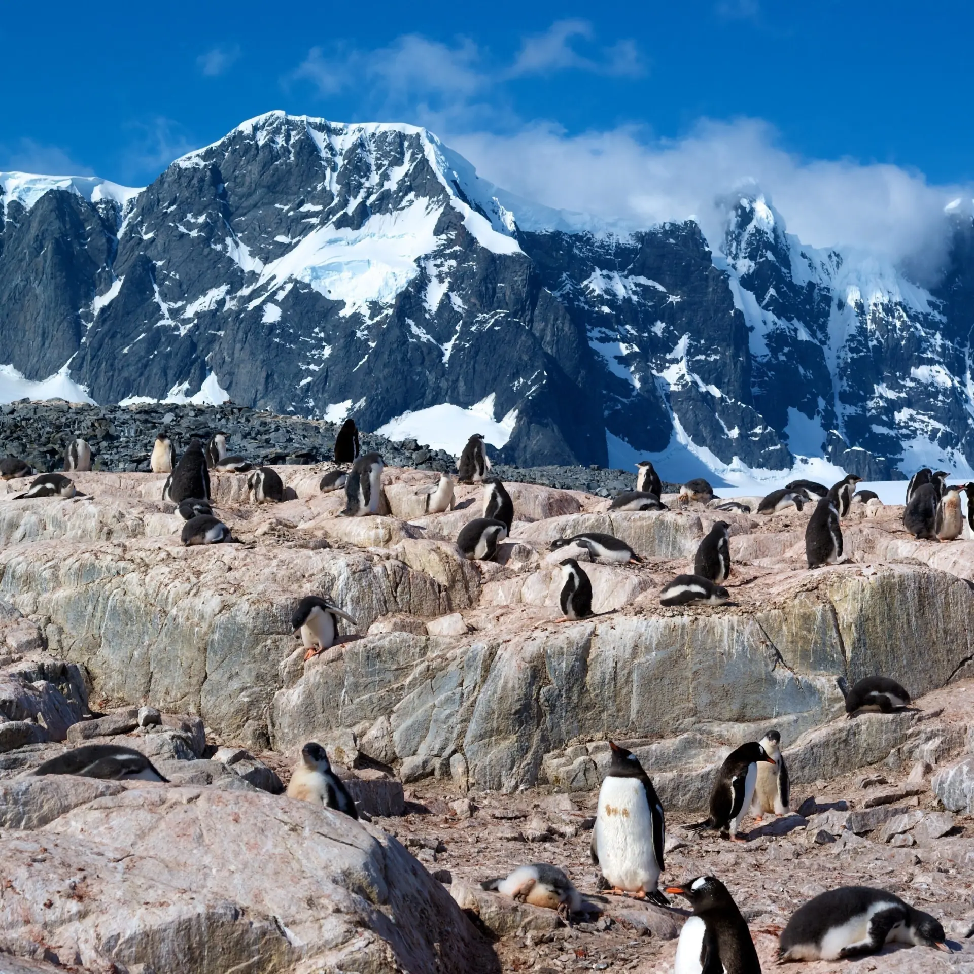 Penguins at Port Lockroy