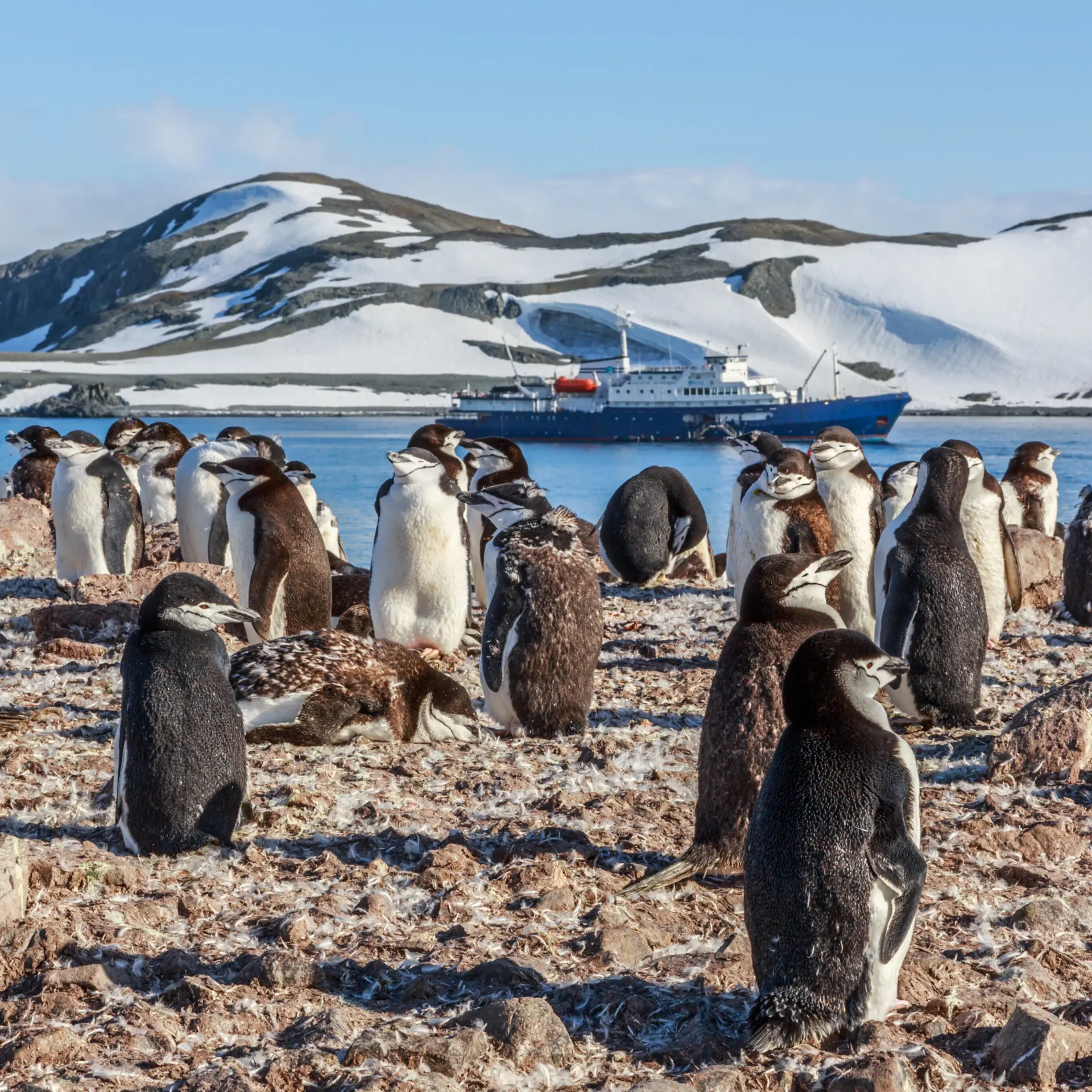South Shetland Islands