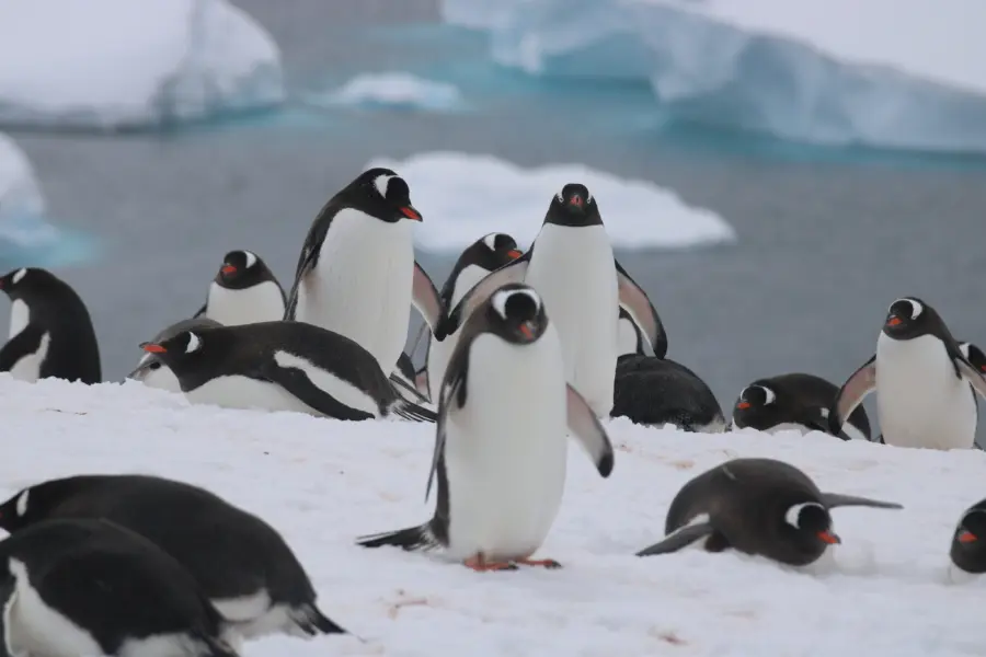 Avila Travel Antarctica Ralph IMG 5051