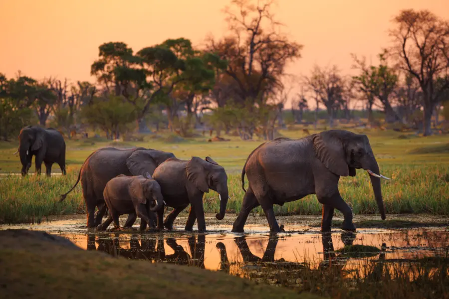 Wildlife 2