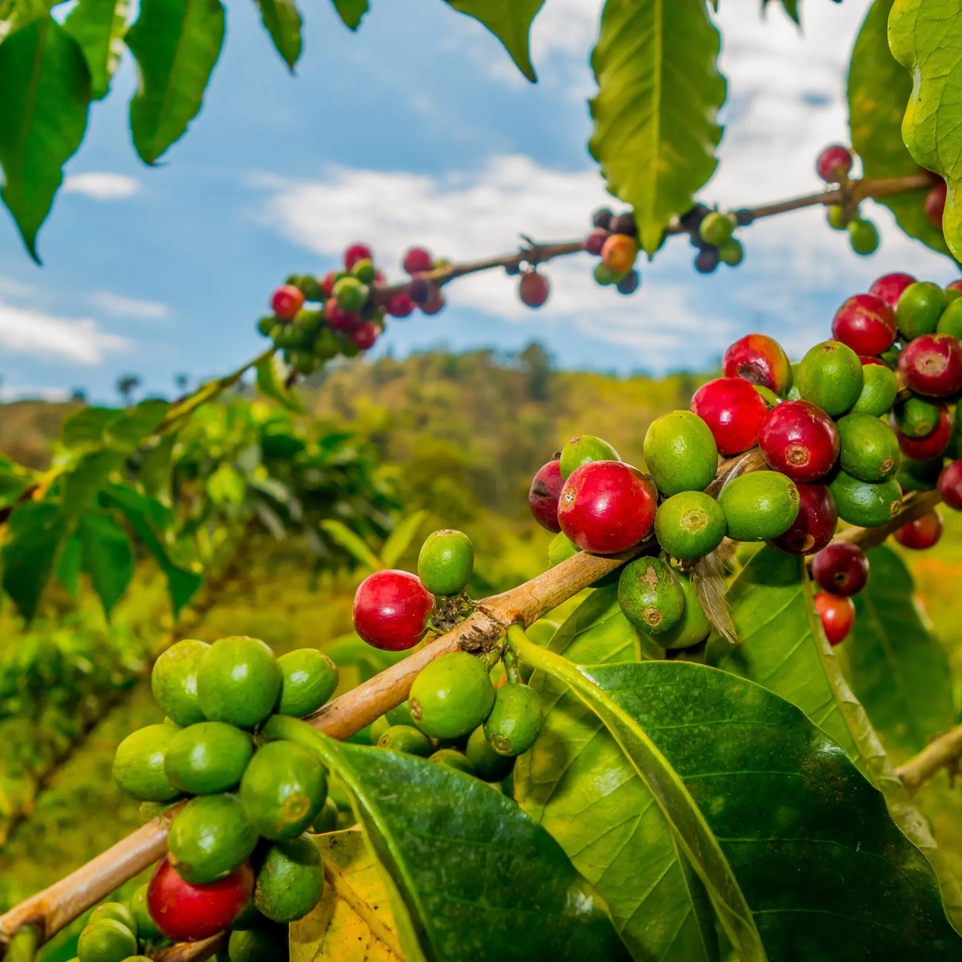 Coffee beans