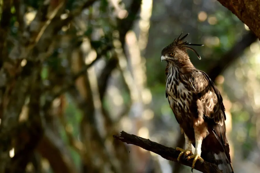 Eagle yala1