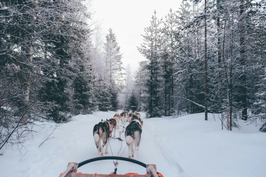 Fox jia nzmpi4d5cvc unsplash