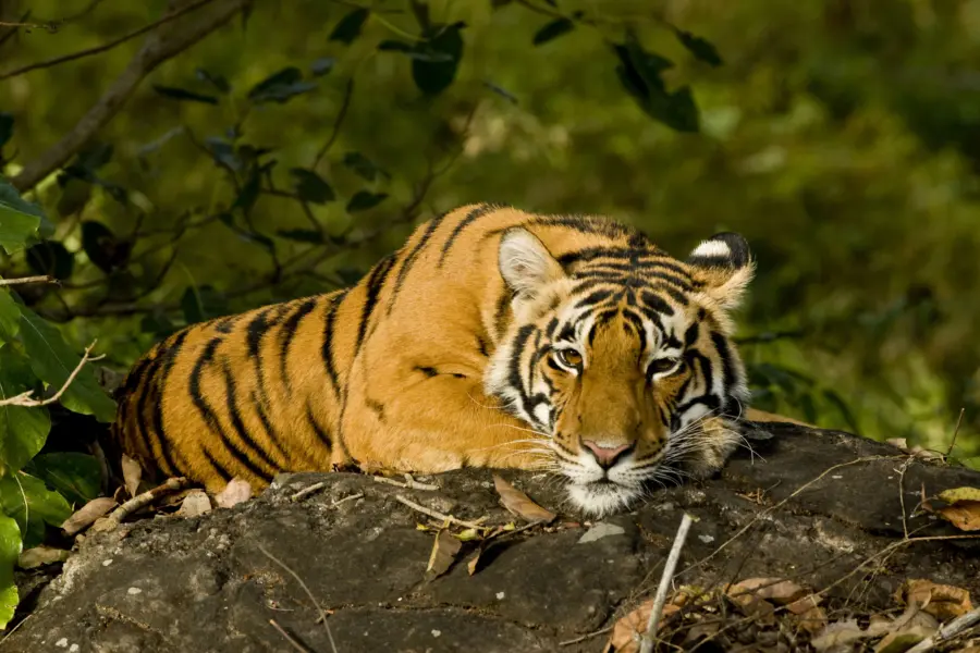 India bandhavgarh tiger cub on rock1