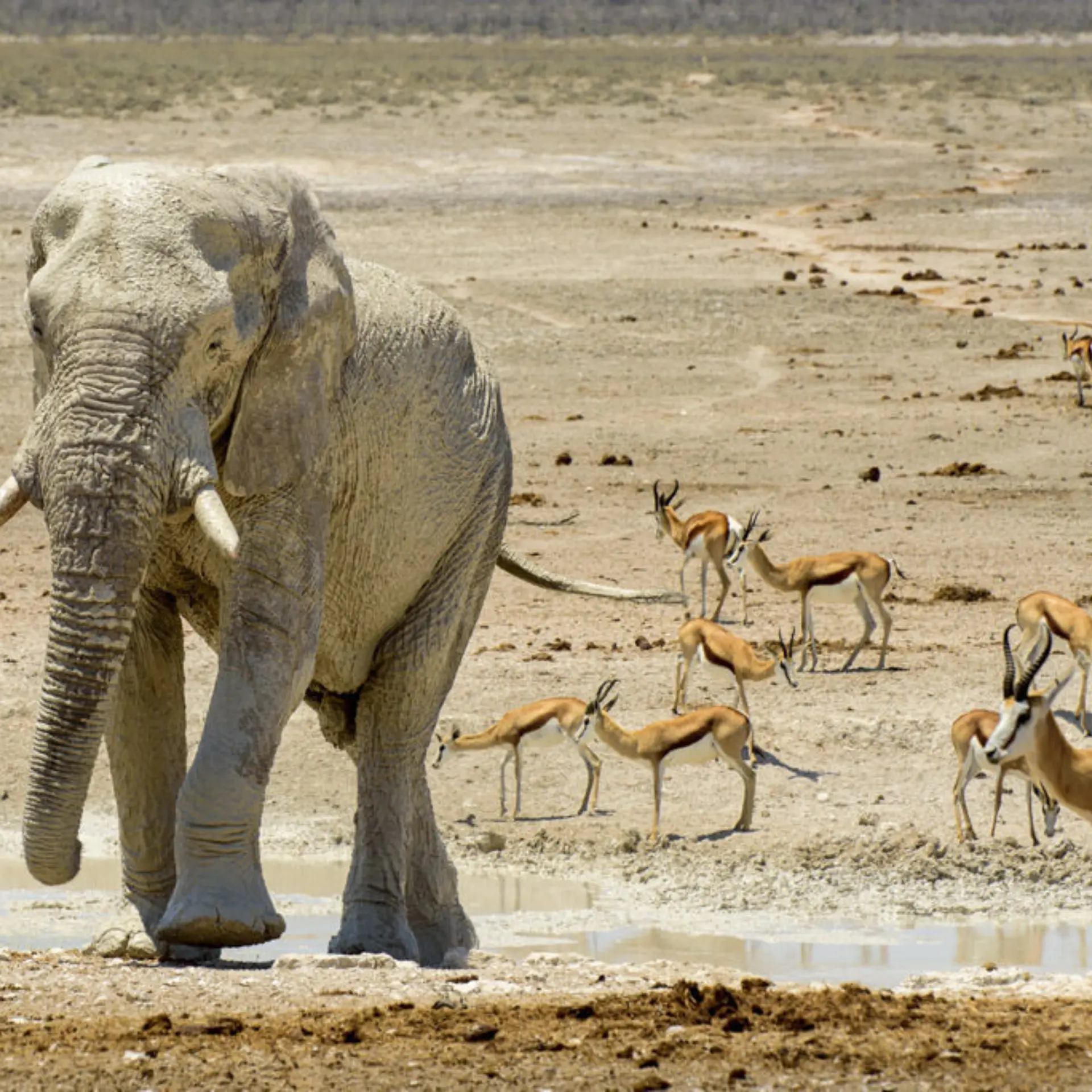 Day12 etosha 003
