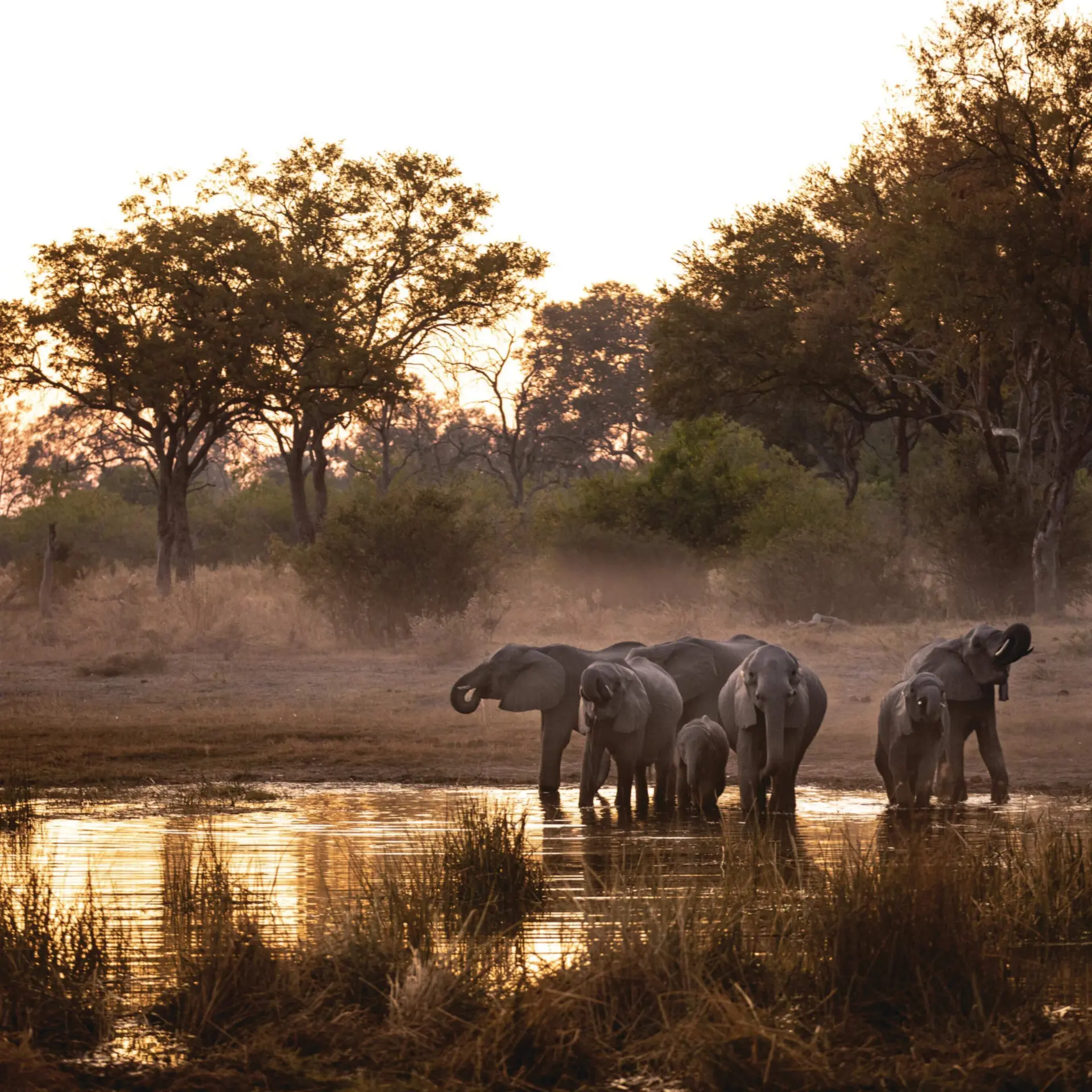 Great Plains Botswana Selinda Reserve Wildlife 14