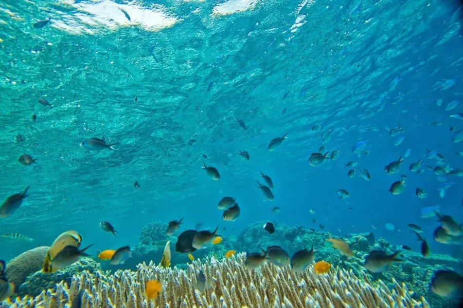 Underwater 23472551280