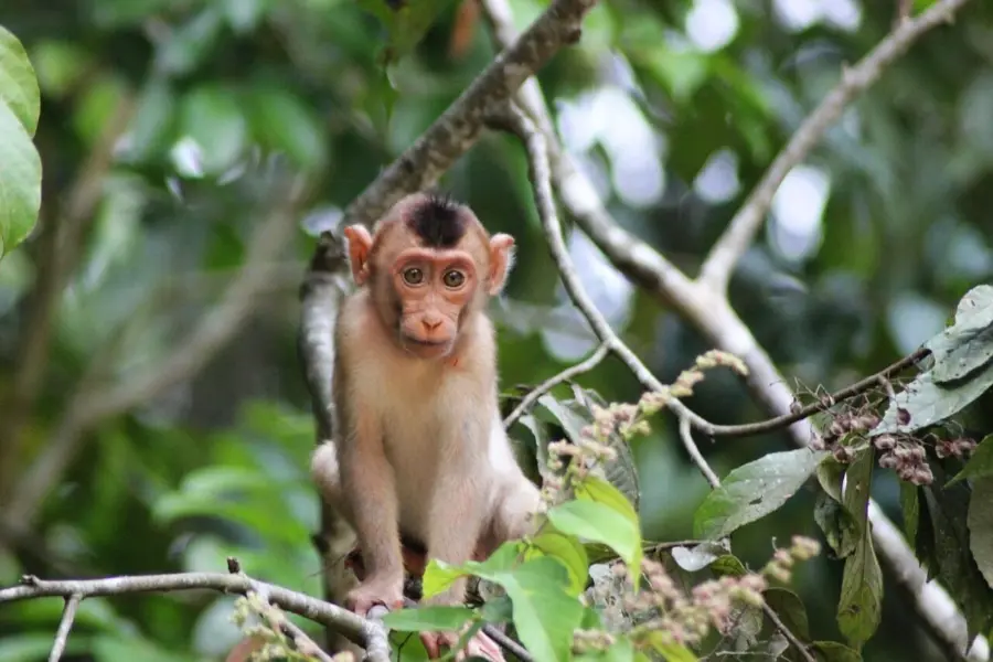 Monkey 52520871280