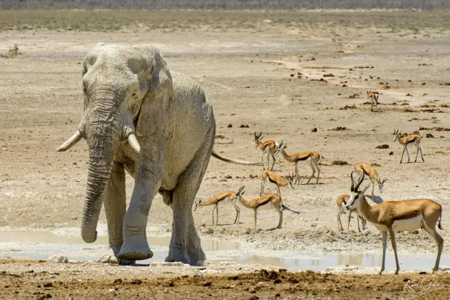 Day12 etosha 003