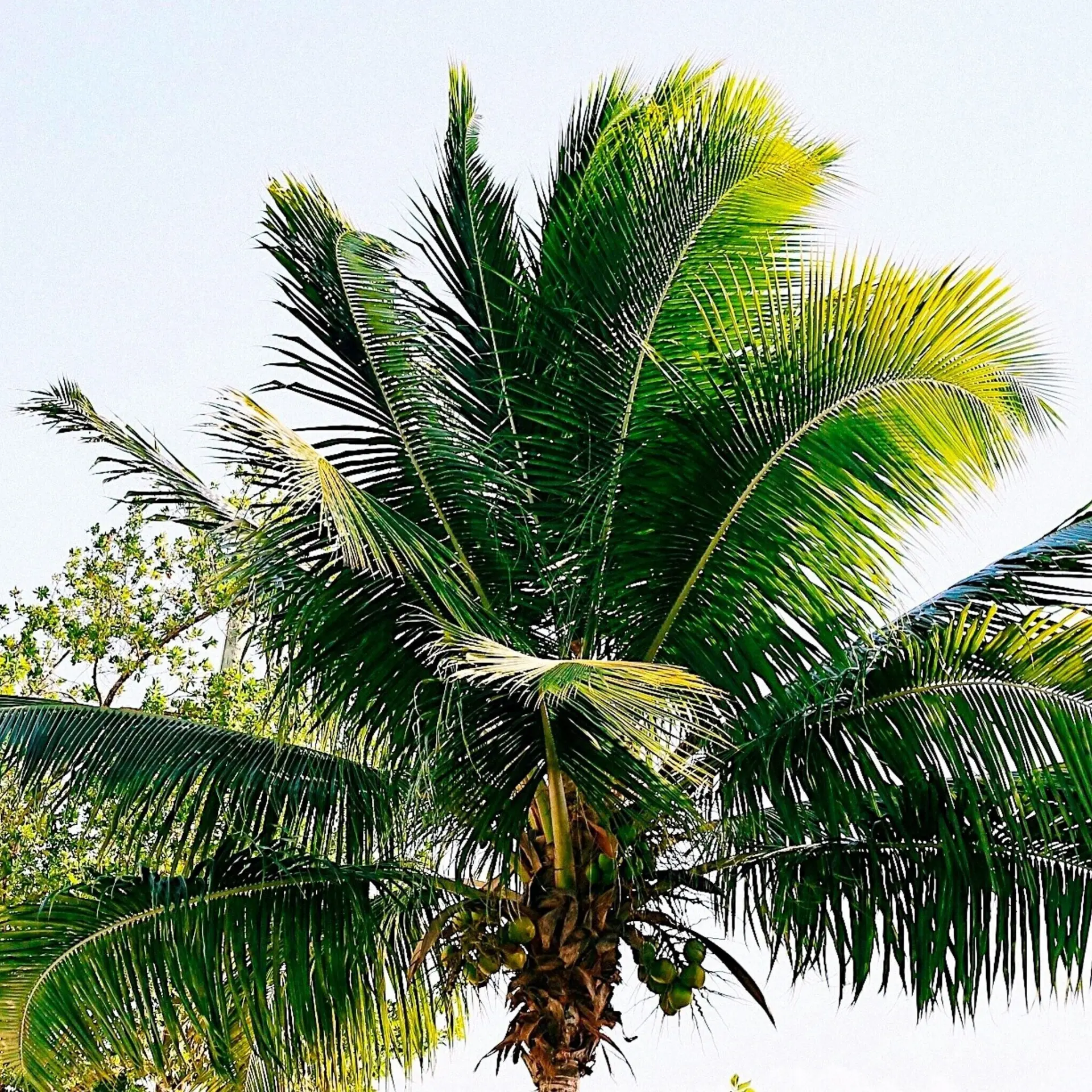 Palm Tree