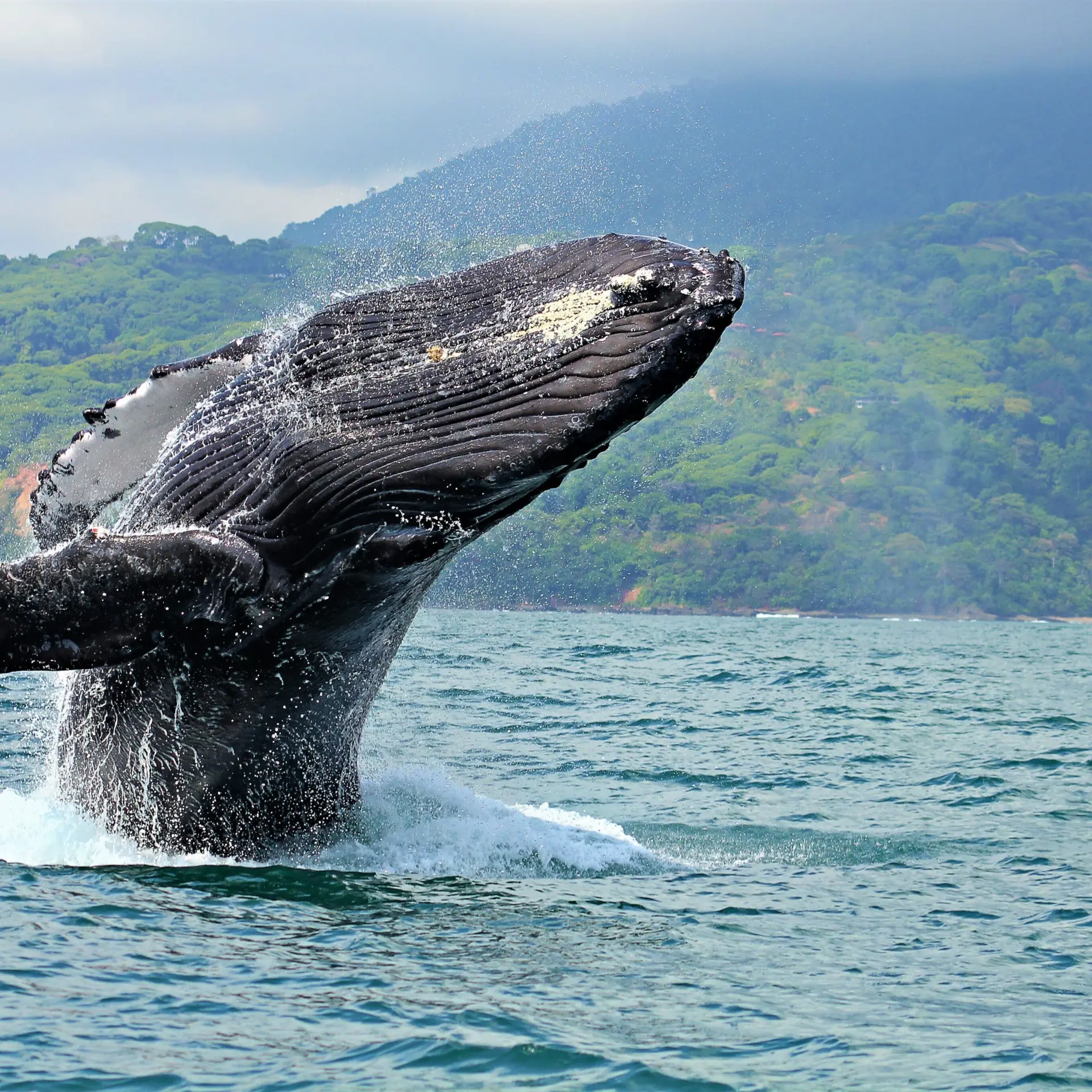 Marino Ballena National Park1
