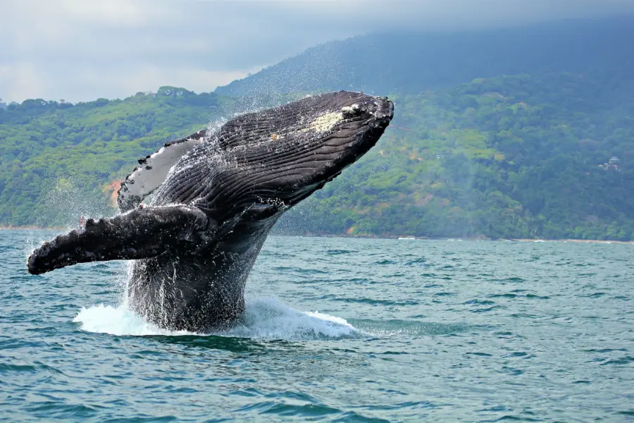 Marino Ballena National Park1