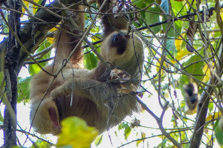 Waumans Costa Rica 12