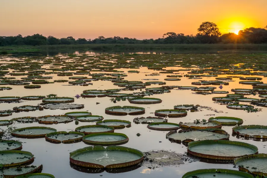 Sunrise pantanal