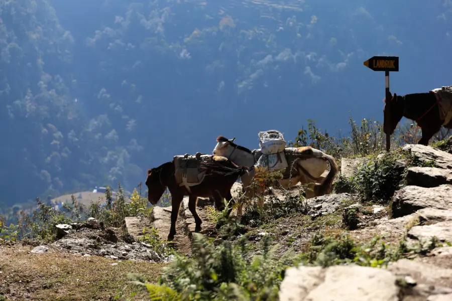Mln ghandruk 4