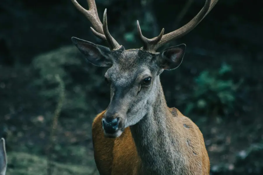 Luis villasmil 4lk7mgdoxuu unsplash