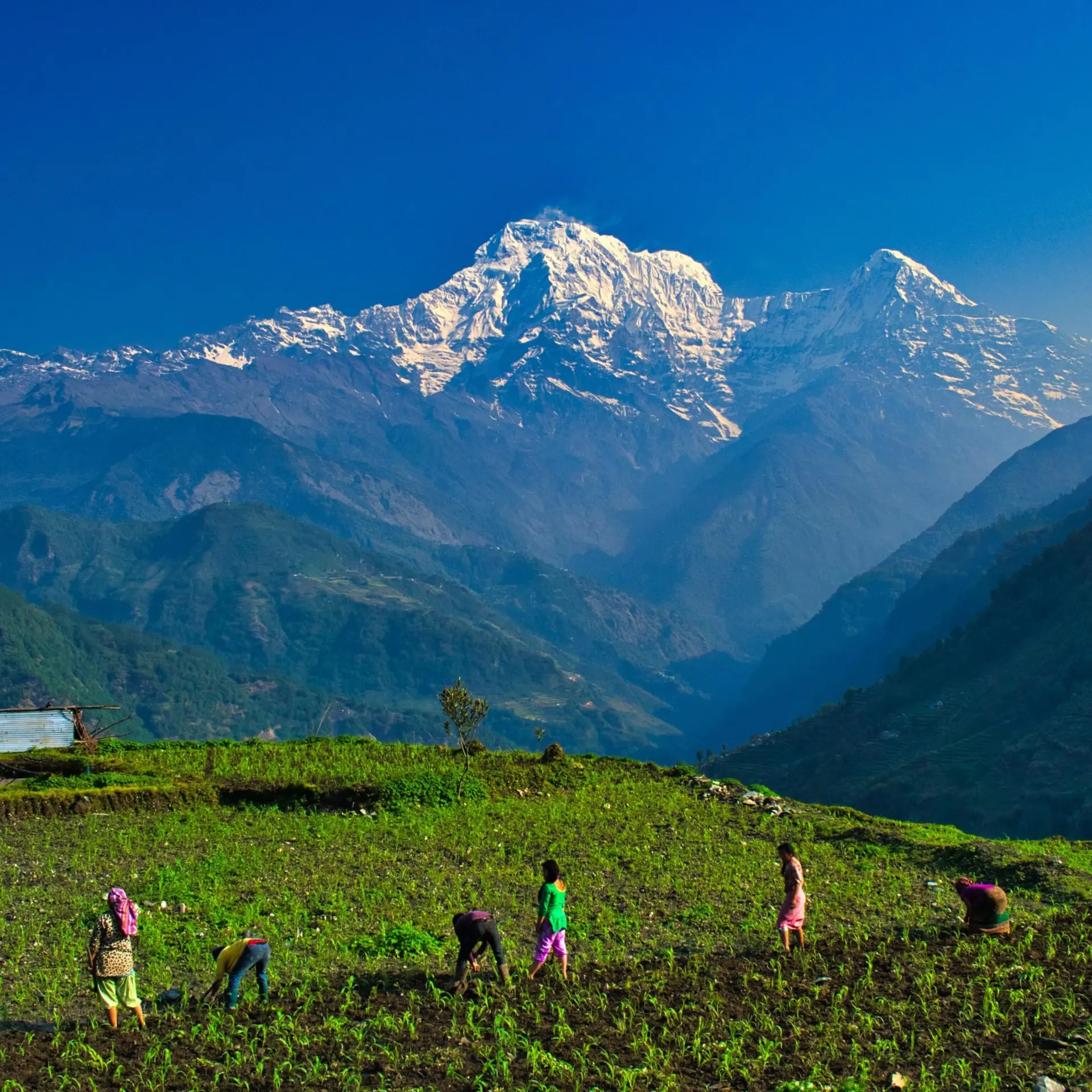 Annapura trekking1