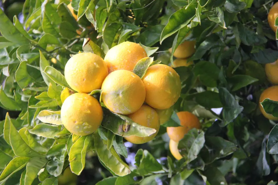 Jothompson orange tree 2477719