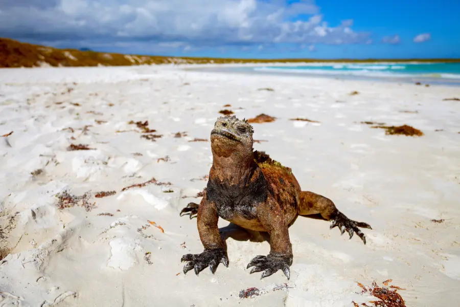 Galapagos21