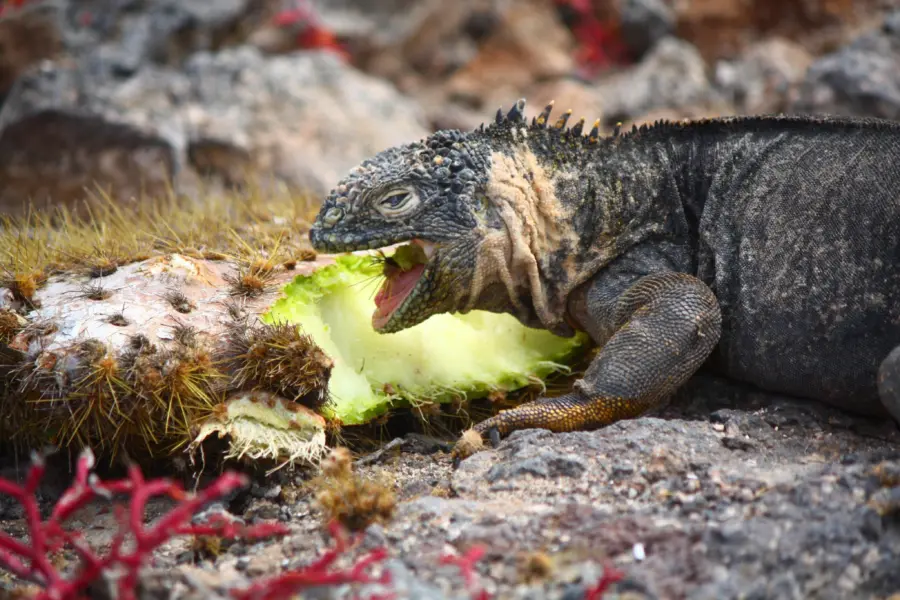 Galapagos sea island on land