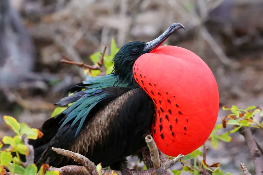 Galapagos 4