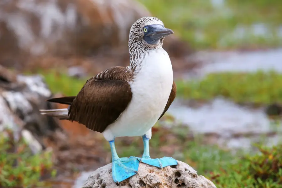 Blue legs bird galapagos1