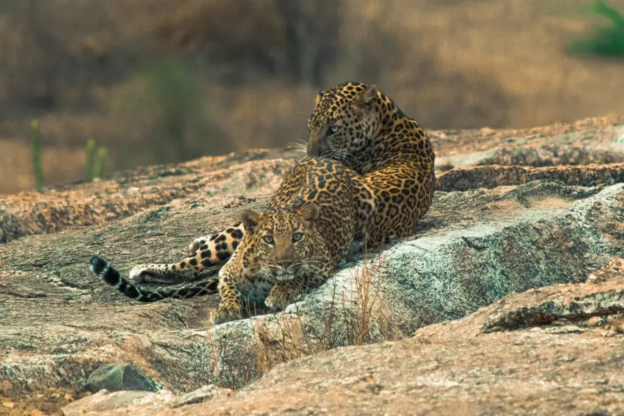 India’s Narlai leopards