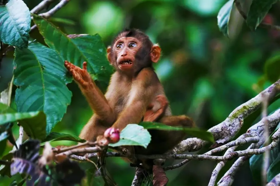 Monkey 520880112802