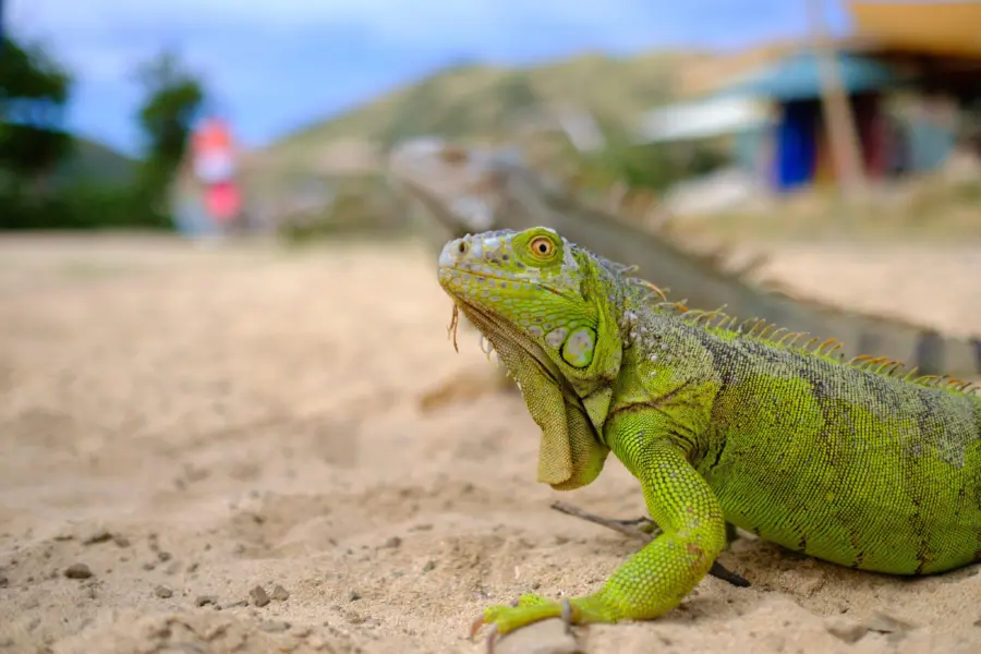 Saint Maarten iguanas1