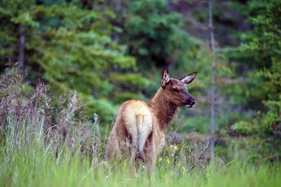 Elk 5398338 1280