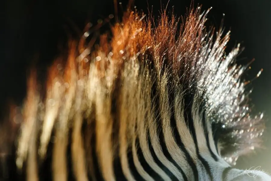 2 kalahari