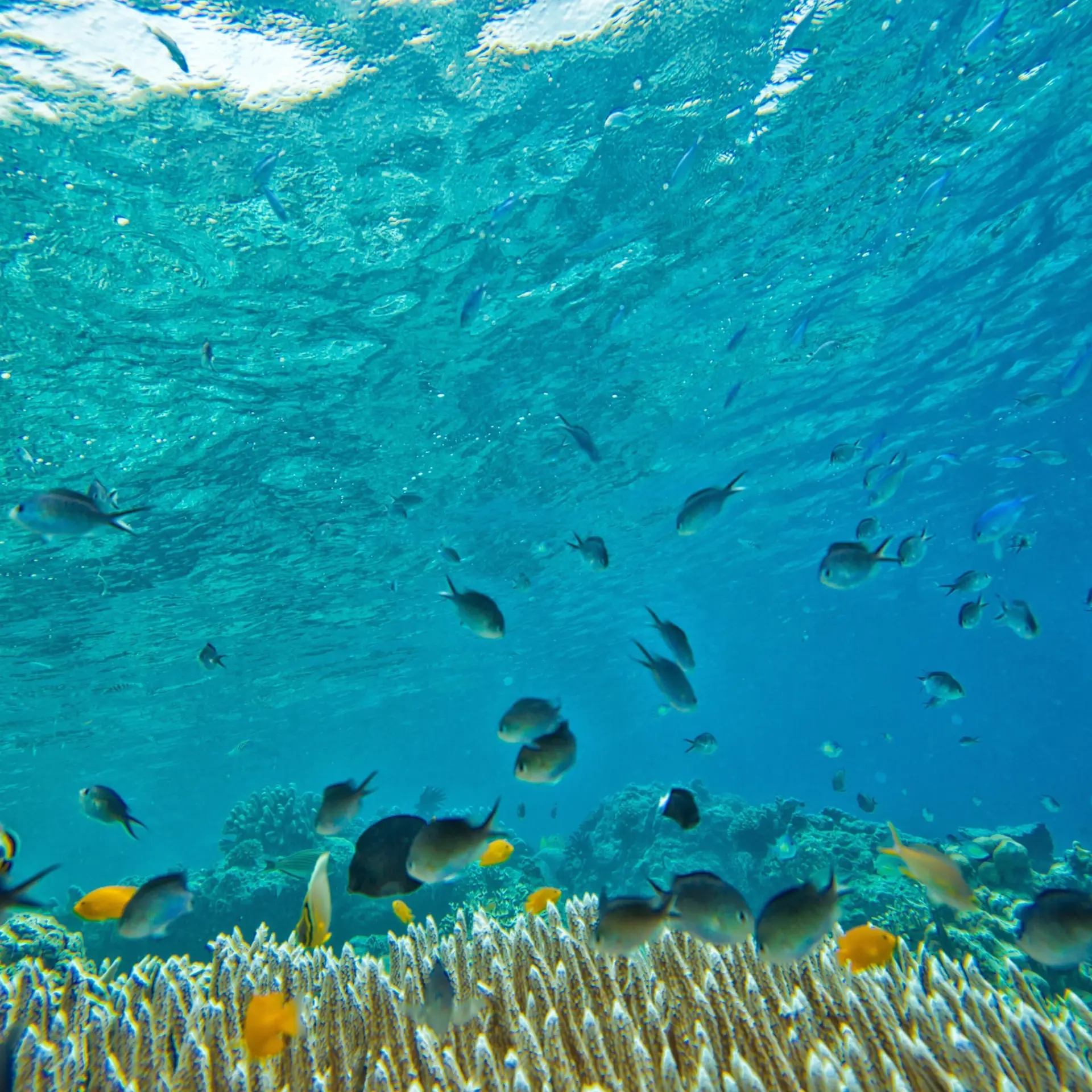 Kanenori underwater 2347255