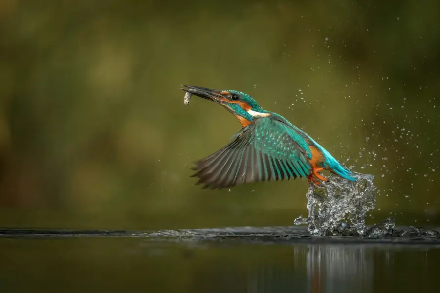 Vincent van zalinge dytf8jdg66e unsplash