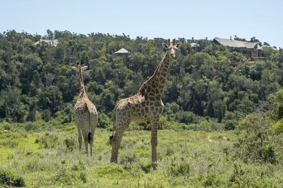 Settlers with giraffe