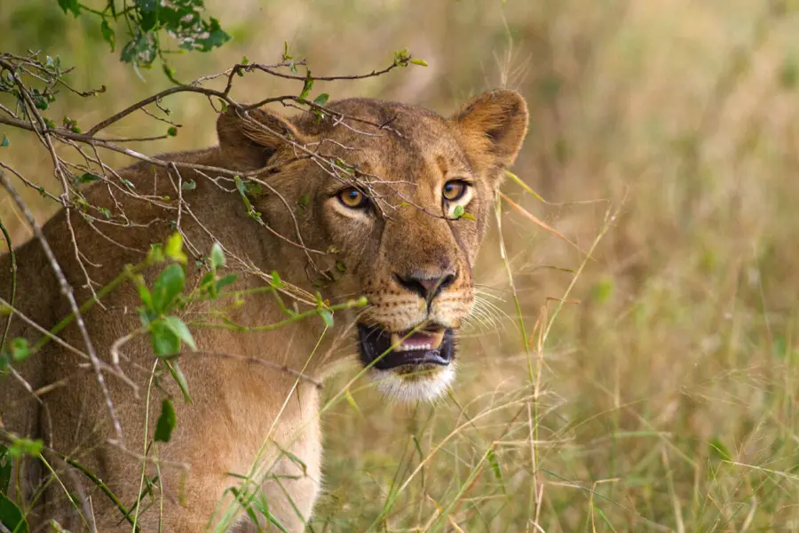 Lion Mozambique