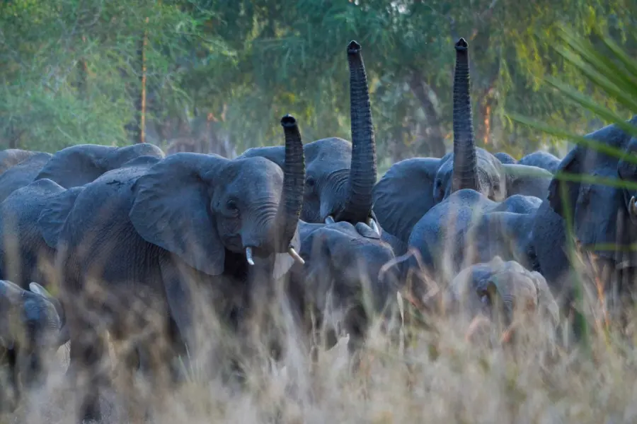Gorongosa elephants