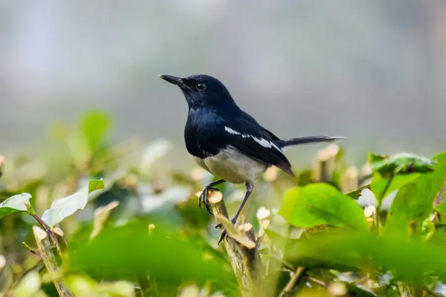 Dipankar Gogoi beetg19mbr8 Unsplash