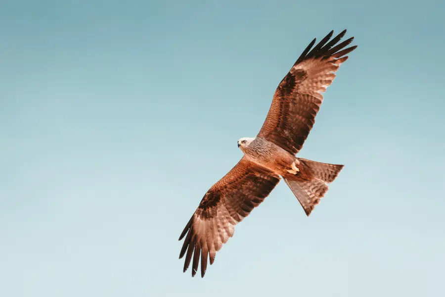 Martin adams fmcouaj1qhk unsplash