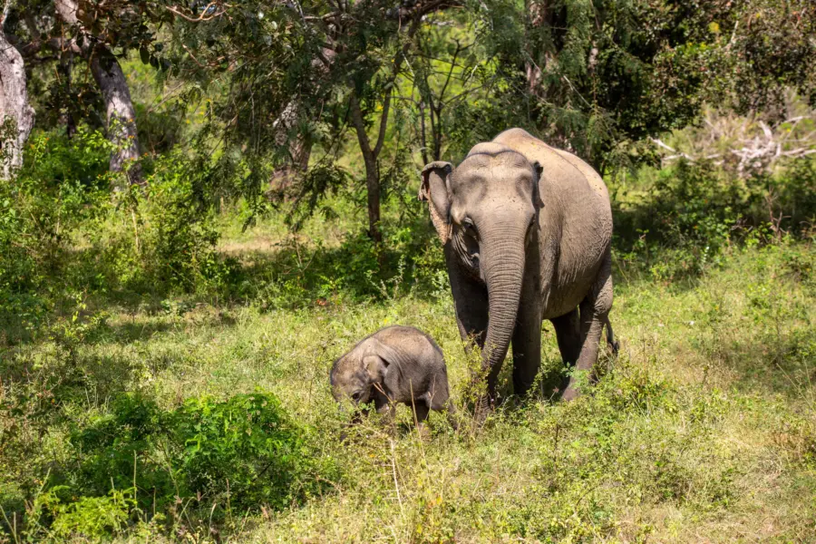 Elephant with young yala2