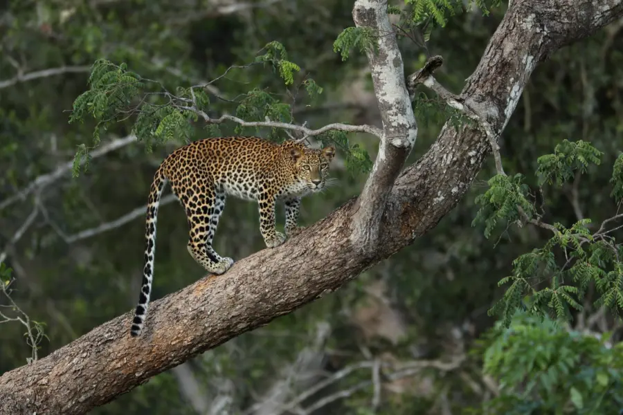 Sri lanka yala leopard on tak2