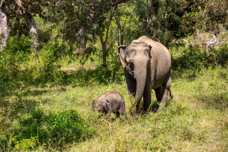Elephant with young yala2
