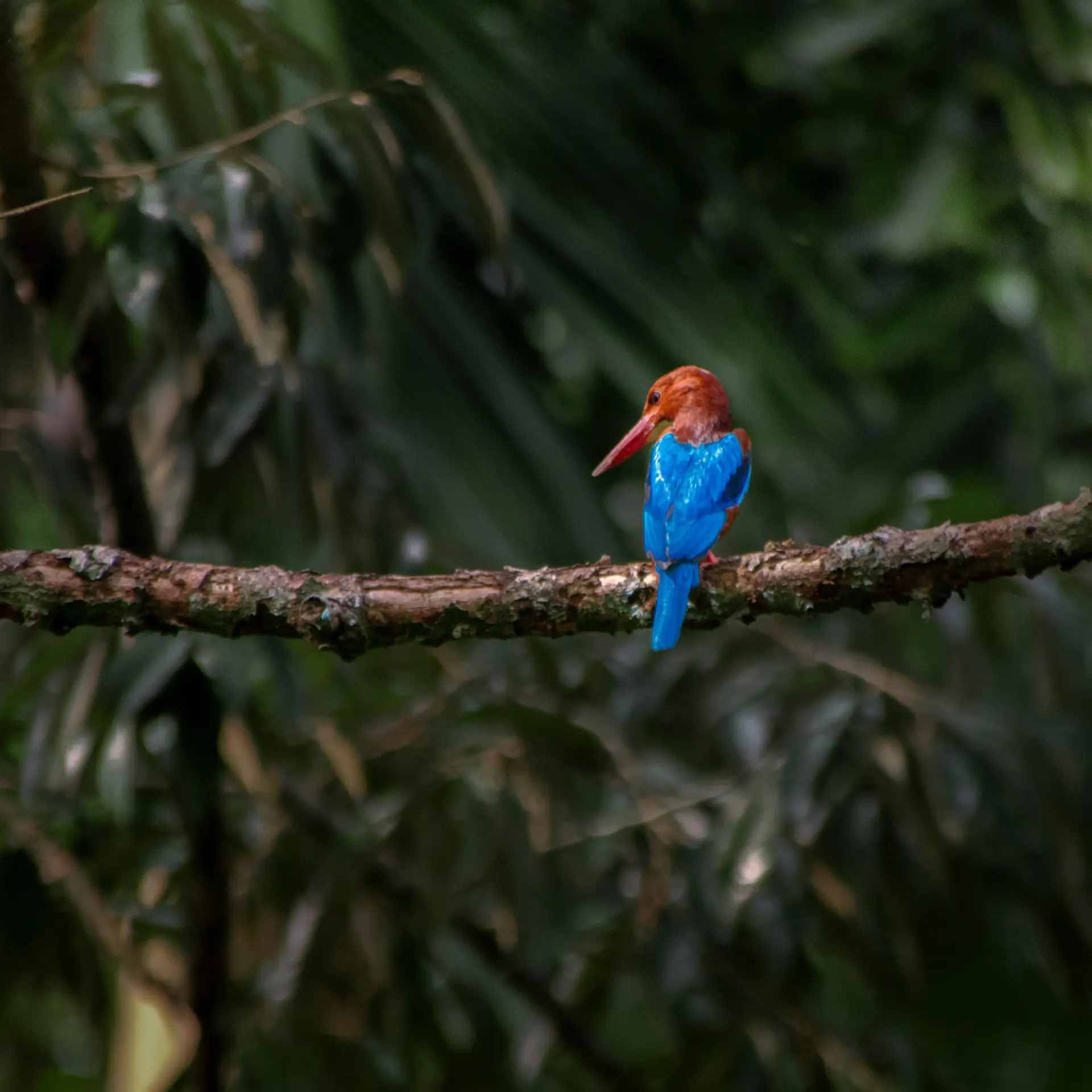 Kingfisher