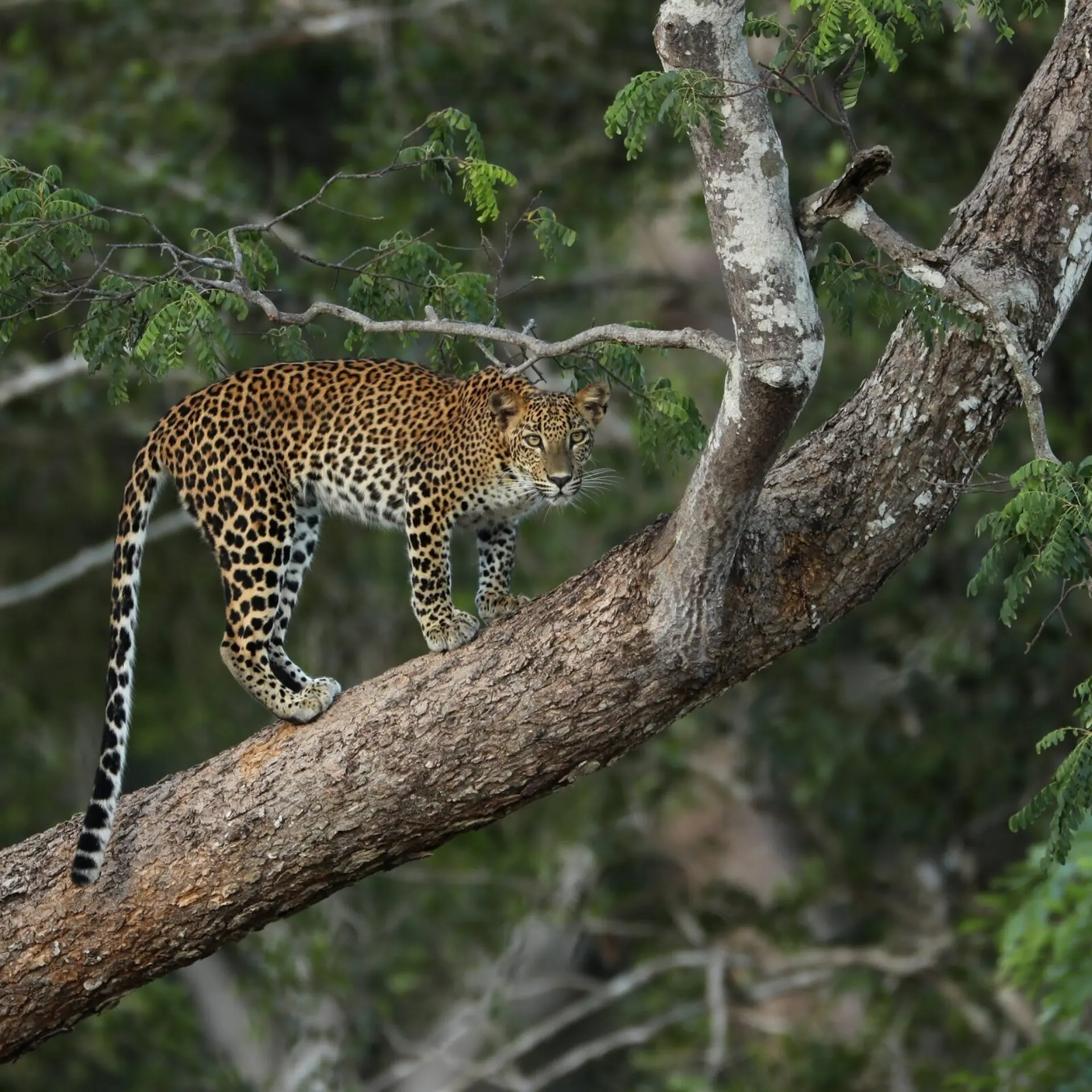 Sri lanka yala leopard on tak2